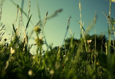 an afternoon - herbs, nature, day, grass