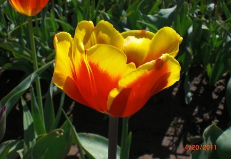 Tulip - flowers, color, tulips, nature