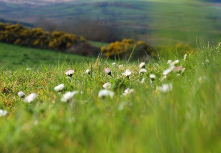 in the meadow - grass, meadow, flower, nature