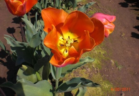 Tulip - nature, tulips, color, flowers