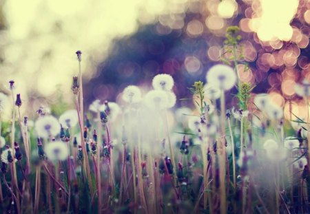 dandelions - dandelions, nature, flowers, grass