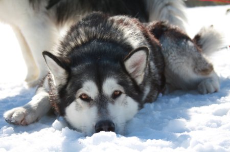 Husky - malamute, husky, snow, dog, siberian, animal, dogs, hd, alaskan, cute, background, animals, wallpaper