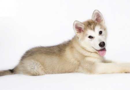 Malamute - malamute, husky, siberian, glow, white, animal, soft, hd, alaskan, cute, puppy, background, animals, wallpaper