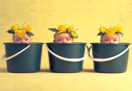 Babies times three - flowers, yellow, cute, babies, buckets