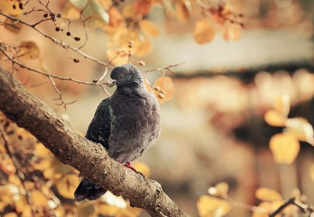 Autumnal Pigeon - autumn, woods, forest, dove, pigeon