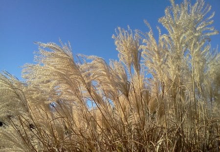 Golden Grasses - gold, blue, peace, beautiful