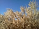 Golden Grasses