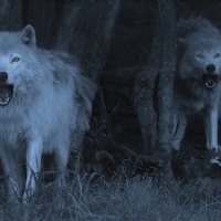 Dark Night Wolves