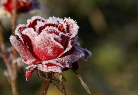 Rose dressed in ice crystals - nature, ice crystals, red, frost, winter, rose, flower