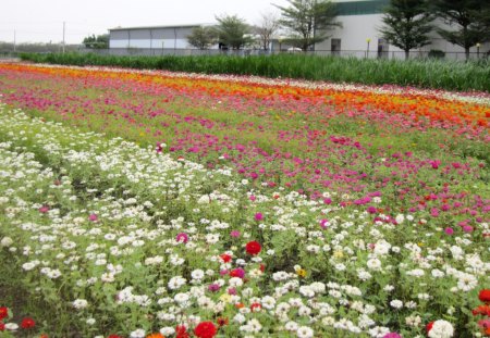 Beautiful flower field