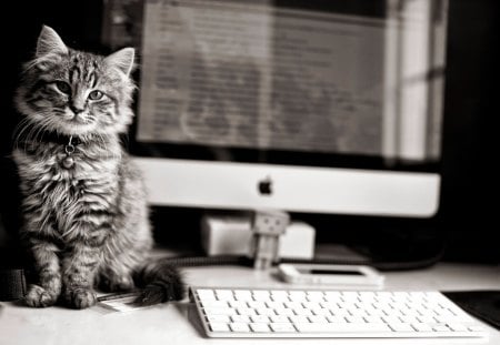 my new workplace - monitor, bell, sweet, cat, my new workplace, apple pc, keyboard, animal, kittens, kitten, cute, cats, apple, animals, kitty