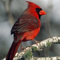 Red Cardinal on a Branch