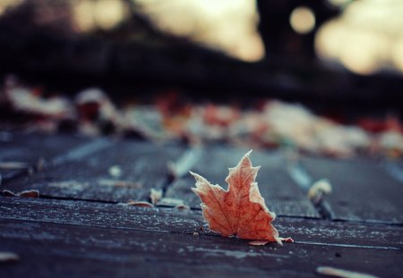 Macro leaf - photo, leaf, nature, macro