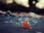 Macro leaf