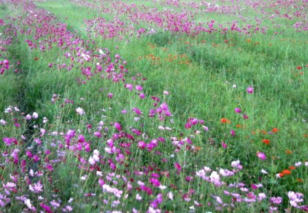 Beautiful flower field - colorful, flower field, lovely, beautiful