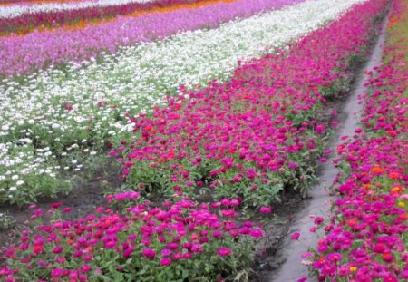 Beautiful flower field