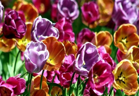 Flowers - flowers, colour, wall, colors