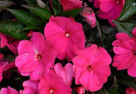 Pink Impatiens - flowers, lovely, impatiens, pink