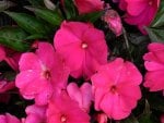 Pink Impatiens