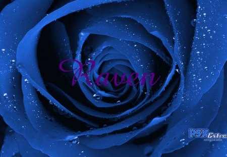 Beautiful Blue Rose - beautiful rose, blue, beautiful blue rose, rose, flower, blue rose, drops