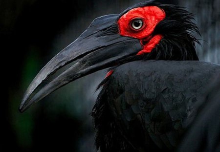 great inspirational photo - bird, black, beautiful, red, photography, beak, eye