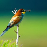 A bird eats an insect