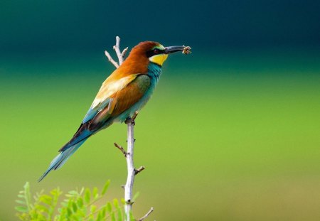 A bird eats an insect - animal, bird, eat, bee, insect