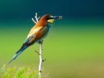 A bird eats an insect