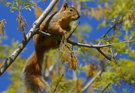 Squirrel In A Tree - animal, tree, squirrel, sky, leaves