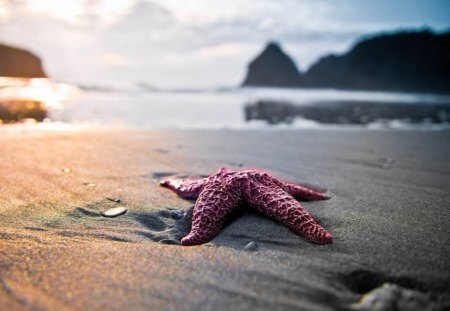 Starfish On The Beach - starfish, animal, water, beach, sky