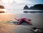 Starfish On The Beach