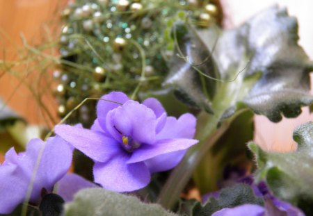 Violet - violet, flower, macro, beads