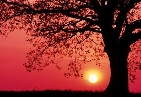 amazing red sunset - red, tree, sunset, sun