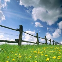 clouds and yellow flowers