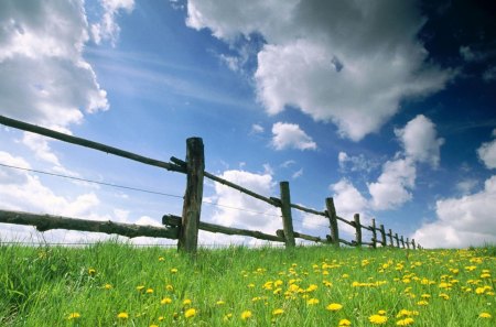 clouds and yellow flowers - field, flowers, yellow, clouds