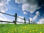 clouds and yellow flowers