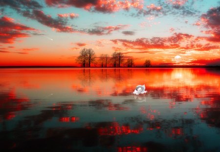 The Dusk - lake, swan, dusk, nature