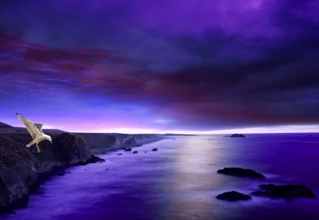 The Coast - purple, nature, bird, coast