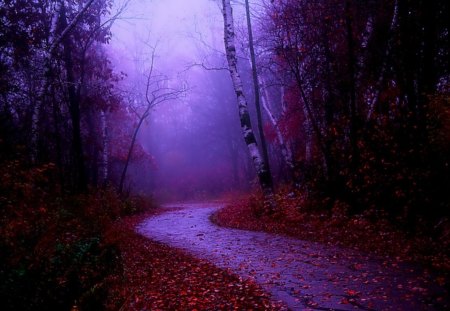 Misty Morning Walk - misty, morning, forest, nature