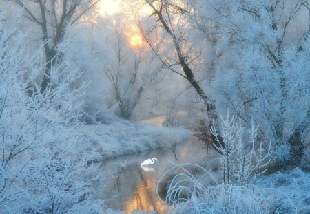 Cold frosty Dawn - dawn, cold, winter, nature