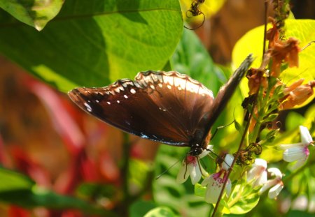 Butterfly - manu, madra, lklk, rajiv, luttu