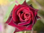 Beautiful Rose