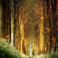 Cathedrale of Great Nature
