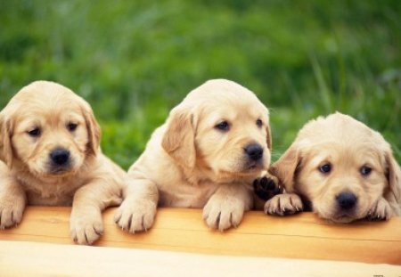 three rockstar - dogy, field, cute, grass