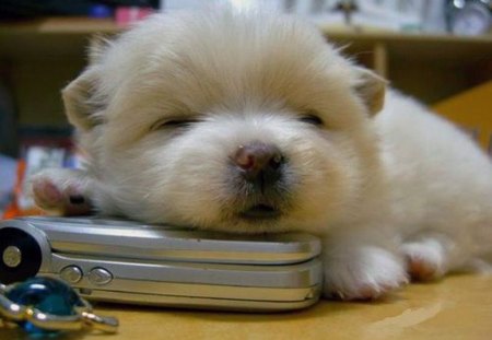 NAPPING - cute, puppy, phone, sleeping