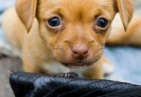 LITTLE BOY - puppy, little, cute, dog