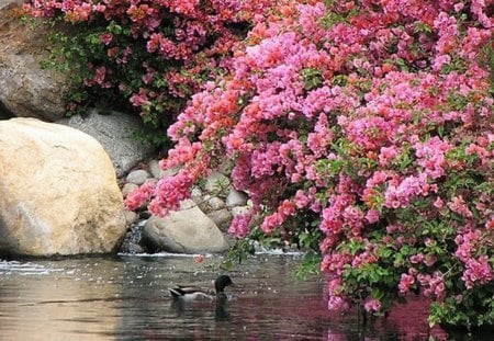 Spring swim - duck, pond, rock, spring, pink flowers, blooming tree, swim