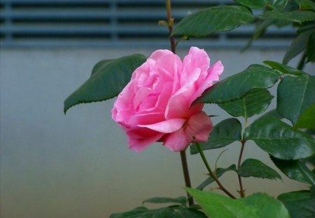 PINK ROSE - flower, pink, rose, pretty