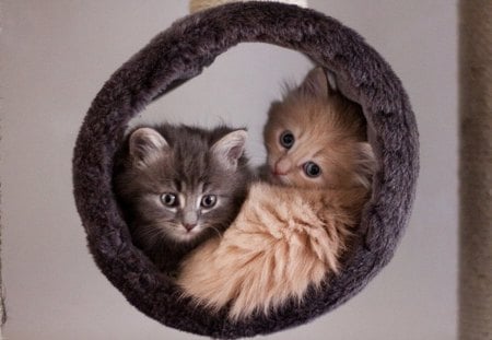 TWO KITTENS - two, cute, kittens, little