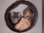 TWO KITTENS